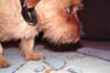 teddy1