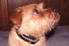 teddy4