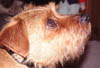 teddy5