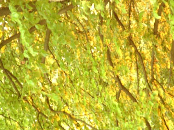 DSCF0501