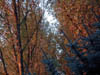 Dscf0929