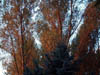Dscf0930